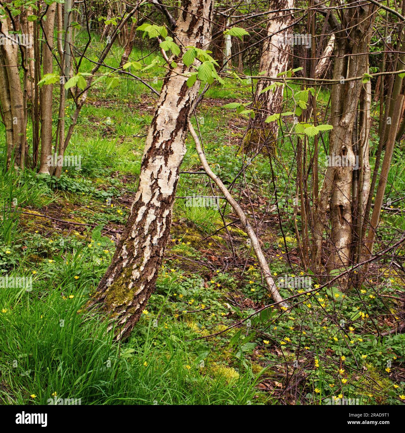 Bared branch hi-res stock photography and images - Alamy