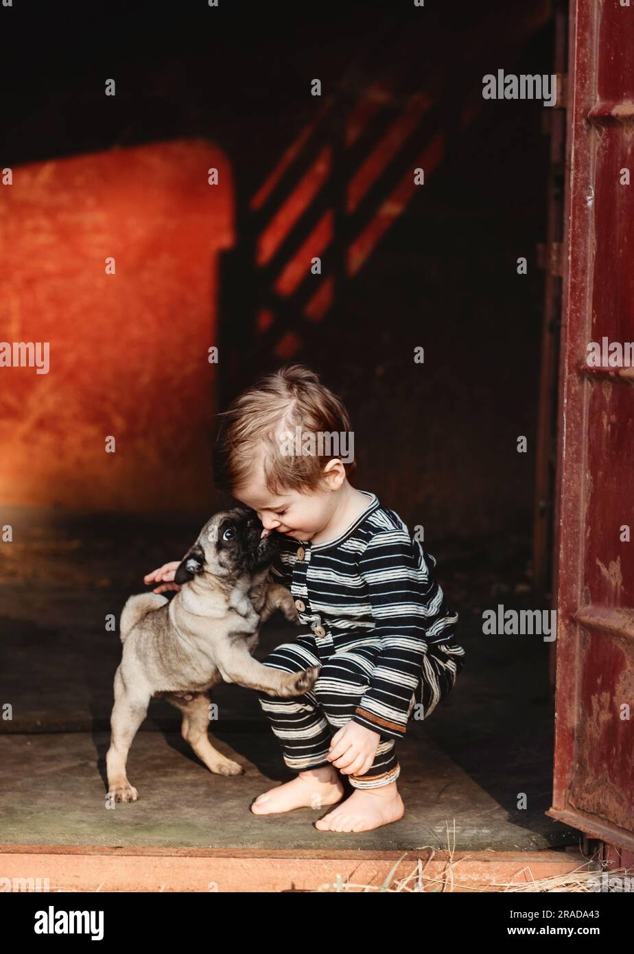 baby toddler boy playing with a pug puppy dog Stock Photo