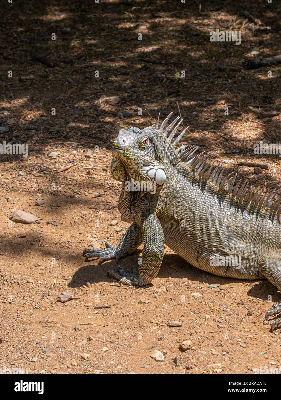 A male green Iguana Yuana on Bonaire, Netherlands Antillen, Caribbean. He is looking into the camera. Stock Photo
