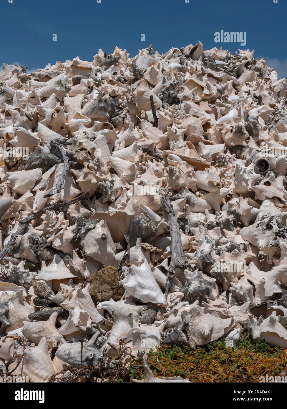 Close-up of a mountain of Conch Shells, Lake Goto, Lac Bay, Bonaire. There is still a piece of blue sky to be seen and some grass is still visible. Stock Photo