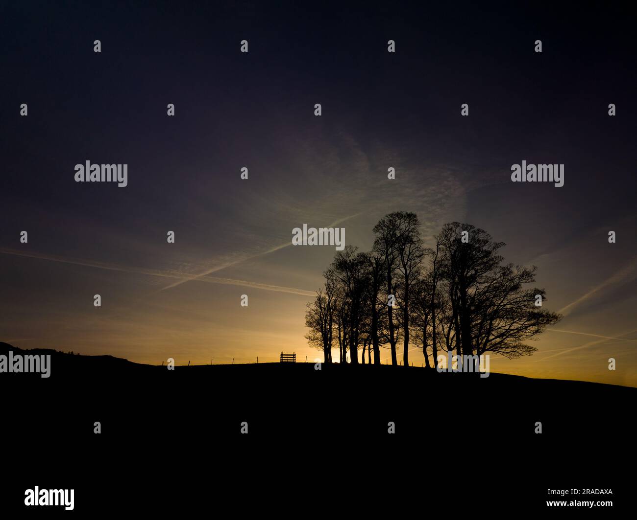 The sun rising over a coppice of trees near Gargrave Stock Photo - Alamy