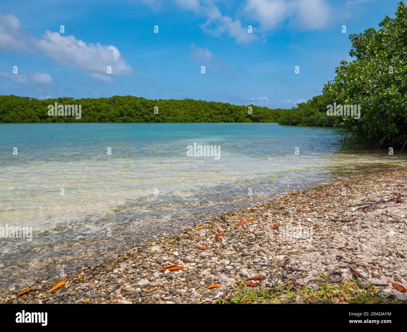 Mangrove forests on Lac Bay, Bonaire. You can sail through it with a kayak. A piece of shell beach can be seen in the foreground. It is calm water. Stock Photo