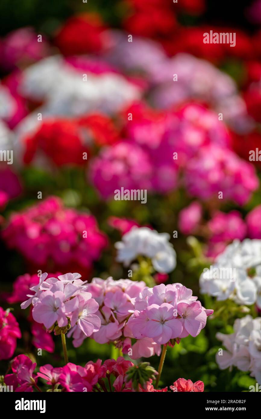geranium floral background. pink and red geraniums. close-up backdrop picture of geraniums. Stock Photo