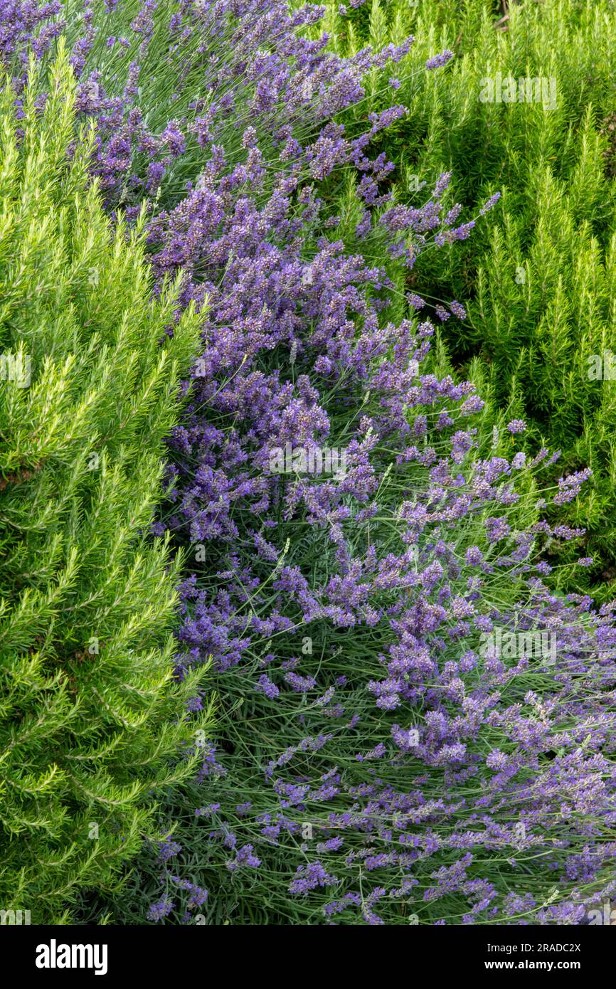 beautiful lavendar bushes and plants growing wild on a hillside in split,  croatia, purle lavender, scented plants, aromas, natural remedies Stock  Photo - Alamy