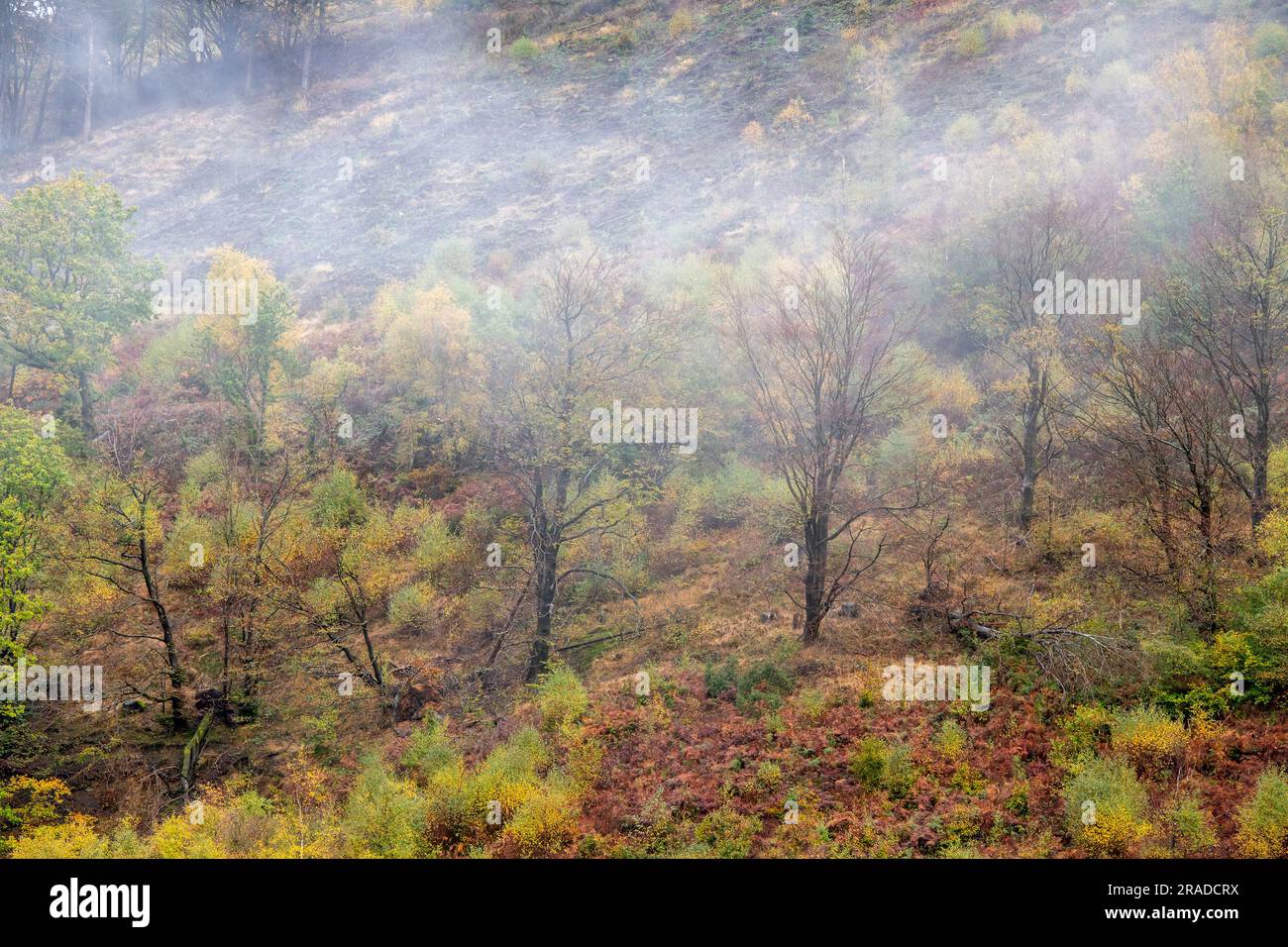 autumn mist on a hillside in the welsh mountains countryside, mist swirling through the trees on a welsh mountainside in the autumn season. Stock Photo
