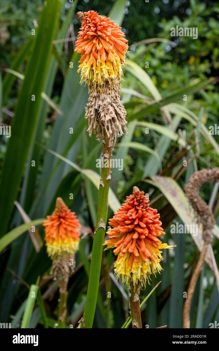 Aloe vera flowers blooming in New Zealand in Summer on the North Island ...