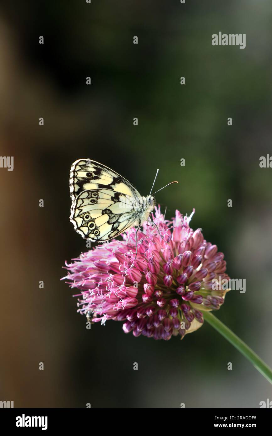 Marbled White Butterfly (Melanargia galathea) on Clover Flower, UK Stock Photo