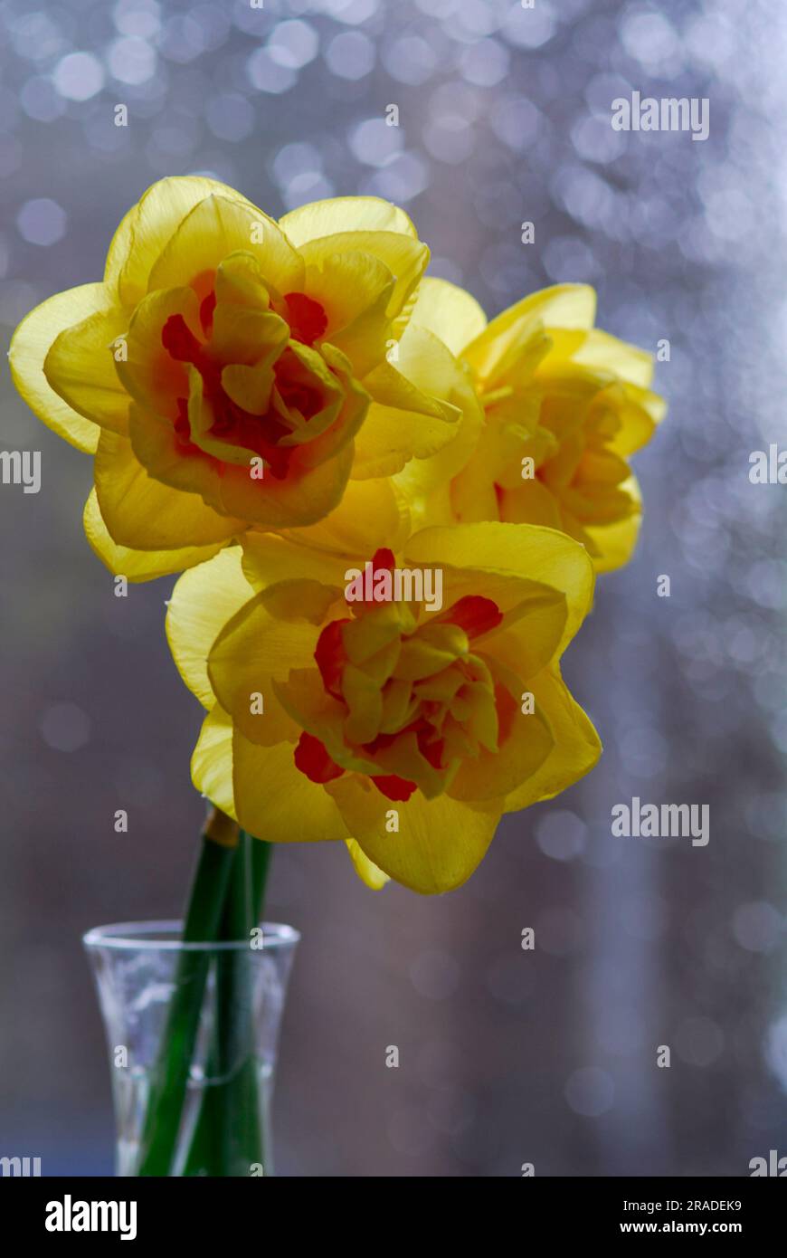 Daffodils in a glass vase Stock Photo Alamy
