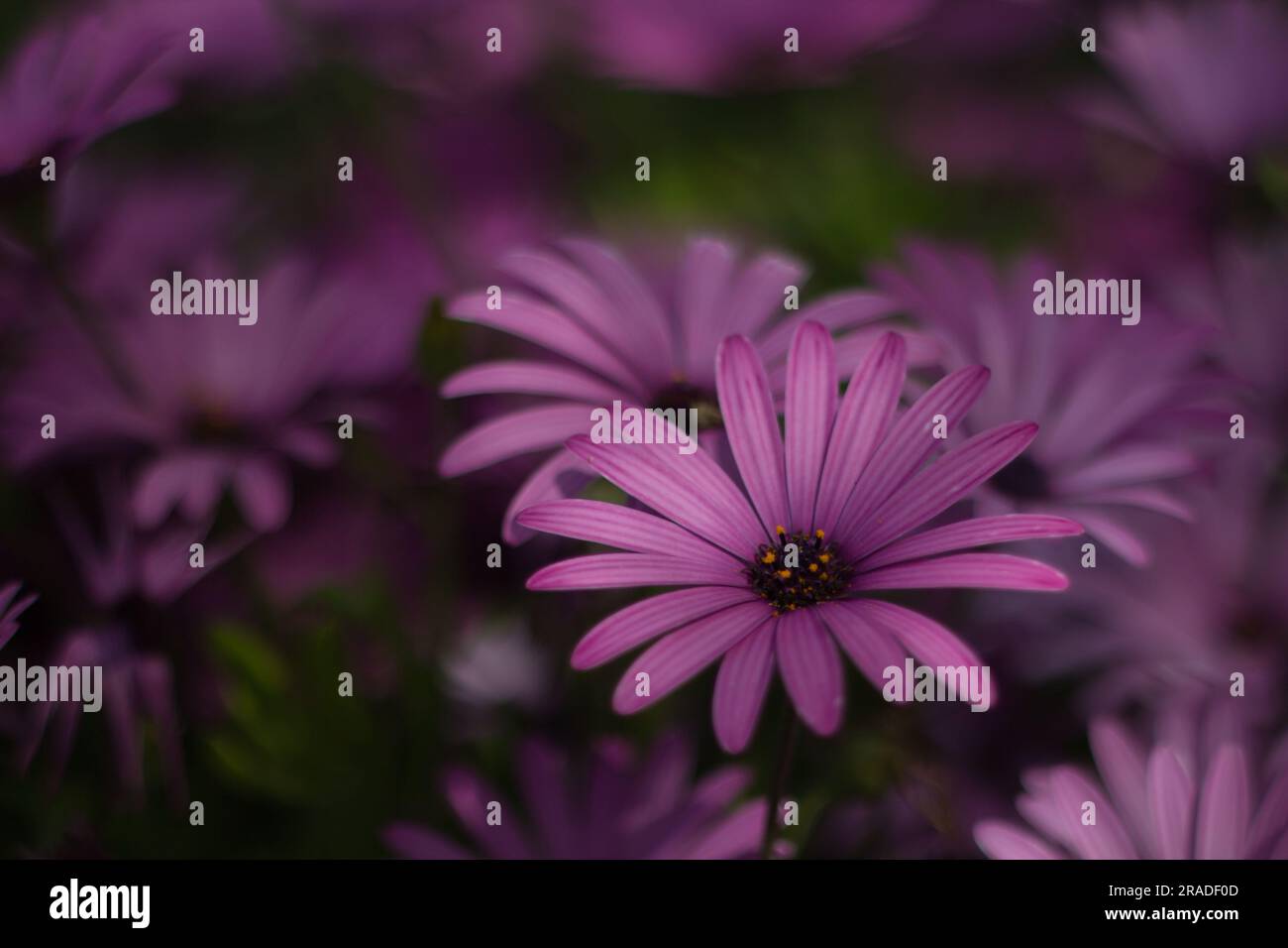Bokeh of daisies in the shade with a sunbeam illuminating half of one of them Stock Photo