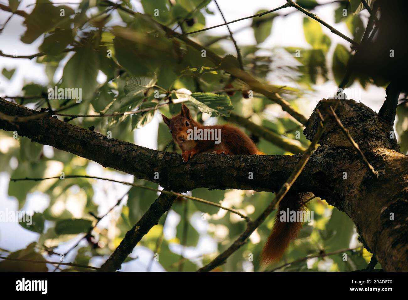 Red squirrel in a tree in a garden in the warm light of spring in Germany, Europe Stock Photo