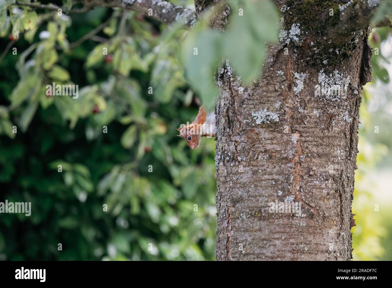 Red squirrel in a tree in a garden in the warm light of spring in Germany, Europe Stock Photo