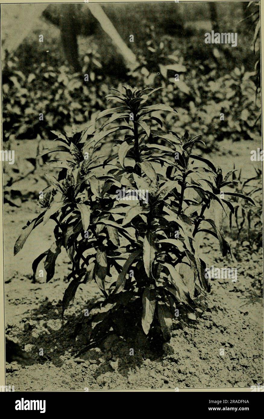 "Effects of the rays of radium on plants" (1908 Stock Photo Alamy