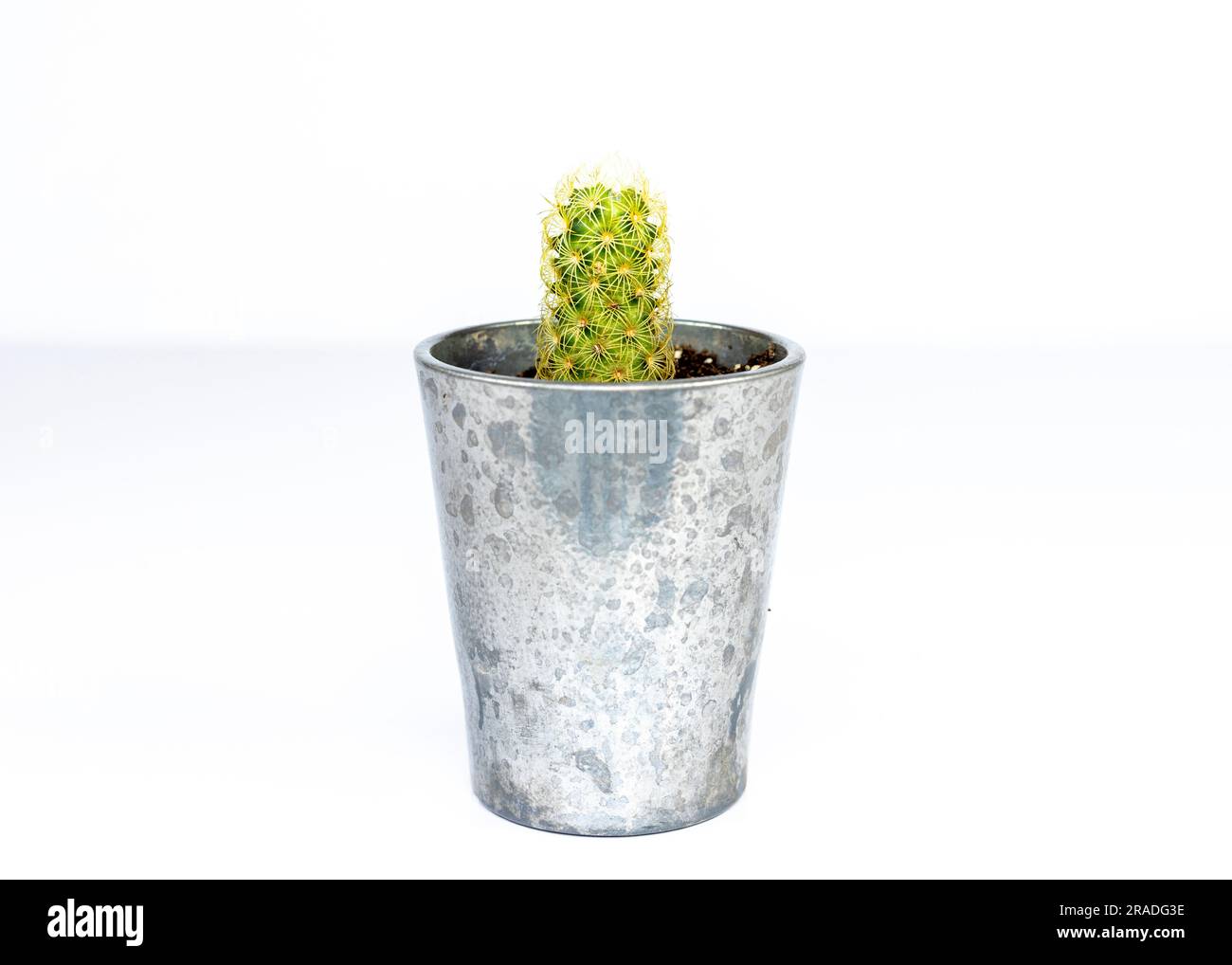 Gold lace mammillaria elongata cactus in a small decorative pot on white background Stock Photo