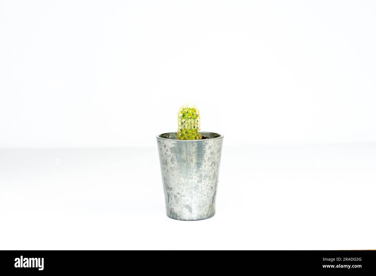 Mammillaria elongata ladyfinger cactus on white background Stock Photo