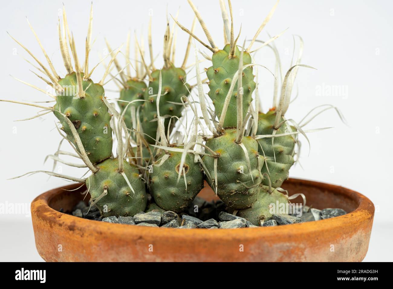 Paper spine cactus Tephrocactus articulatus closeup on white background Stock Photo