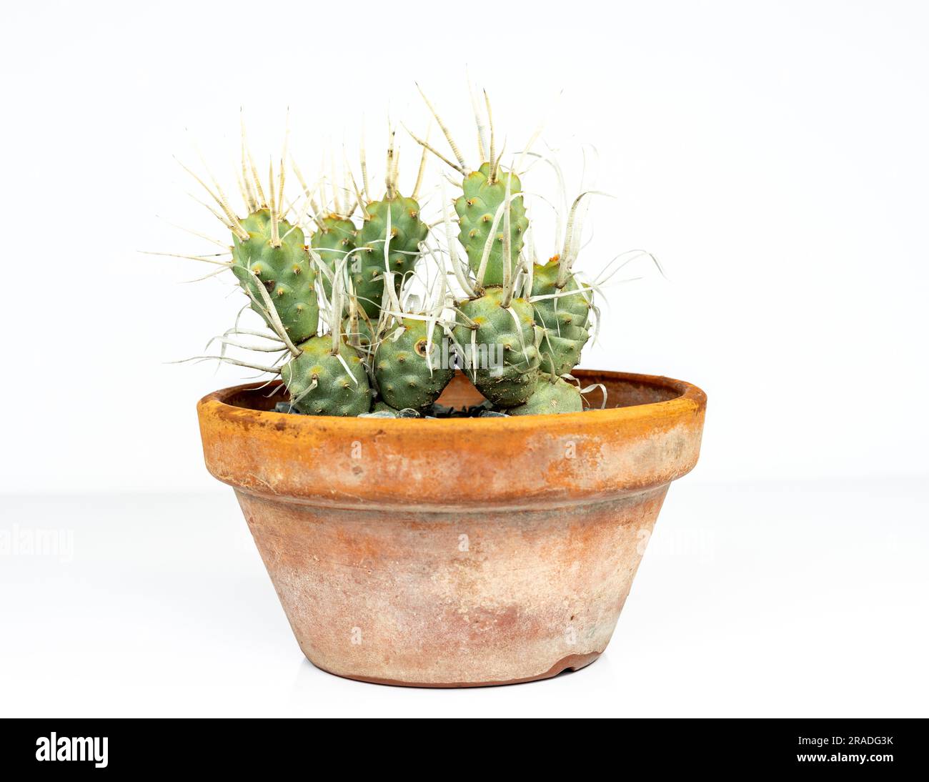 Tephrocactus articulatus cactus in a clay pot isolated on white background Stock Photo