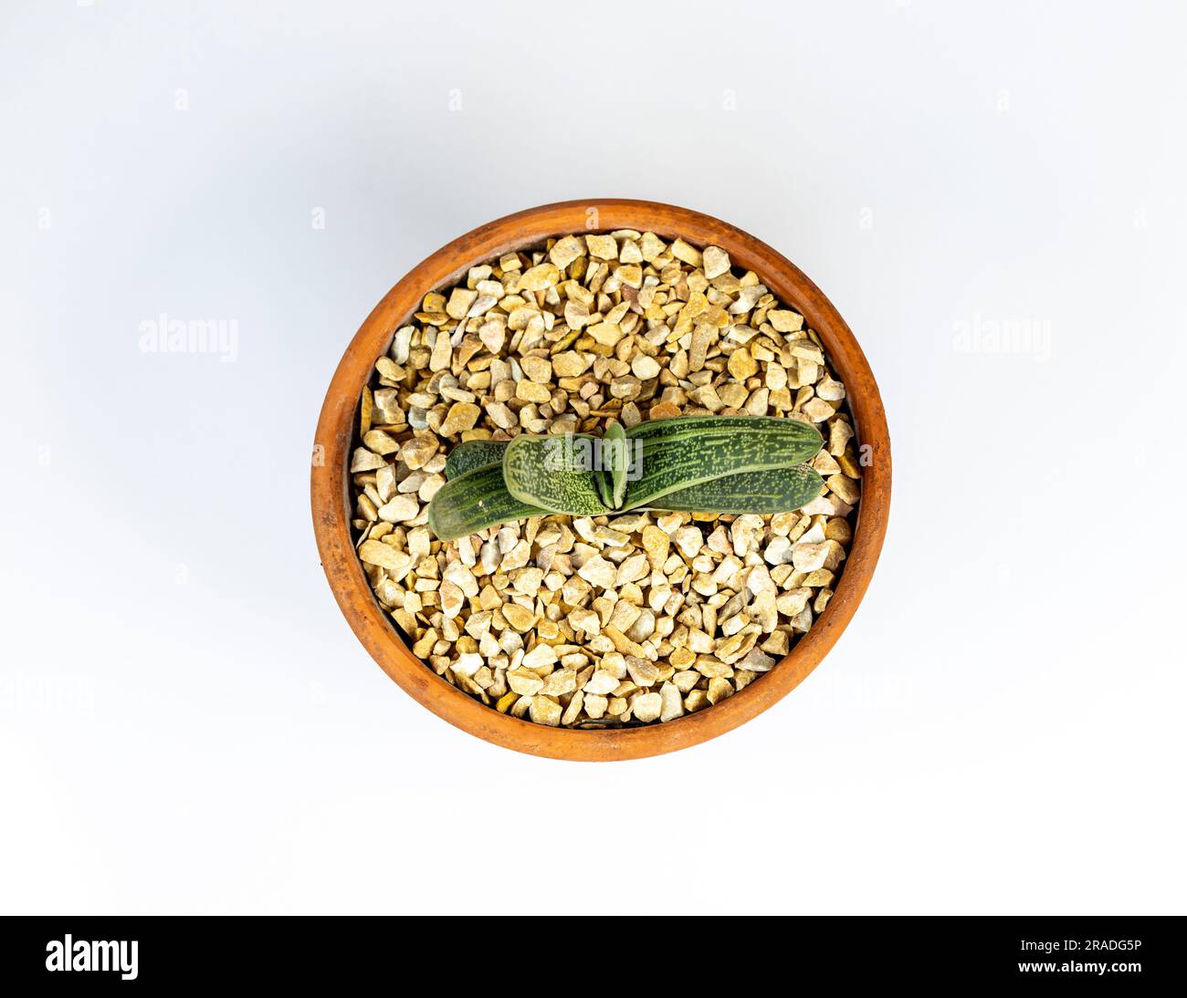 gasteria little warty isolated on a white background. Top view. Stock Photo