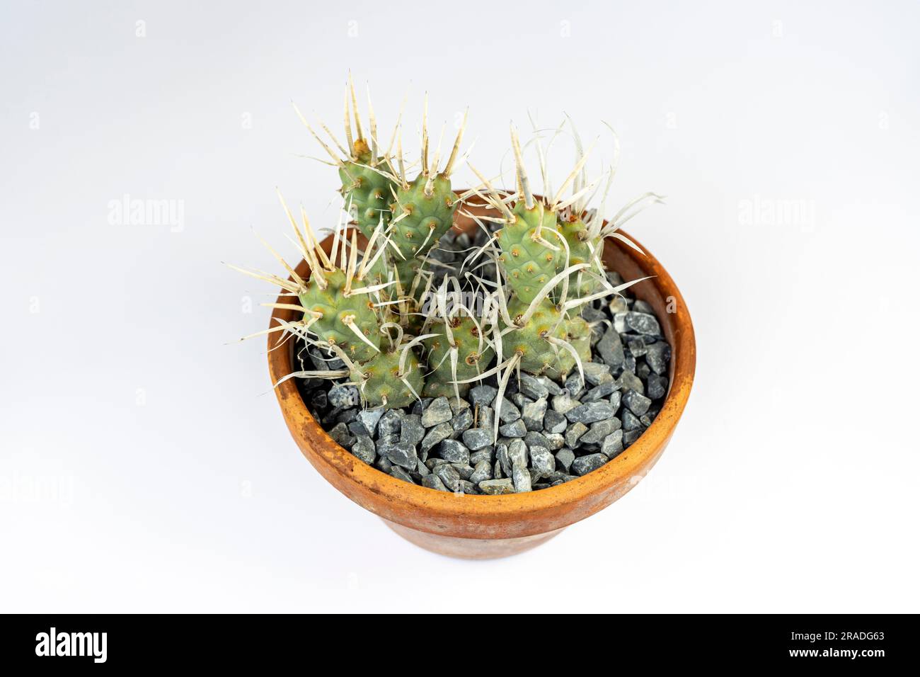 Paper spine cactus in a clay pot top view on white isolated background Stock Photo