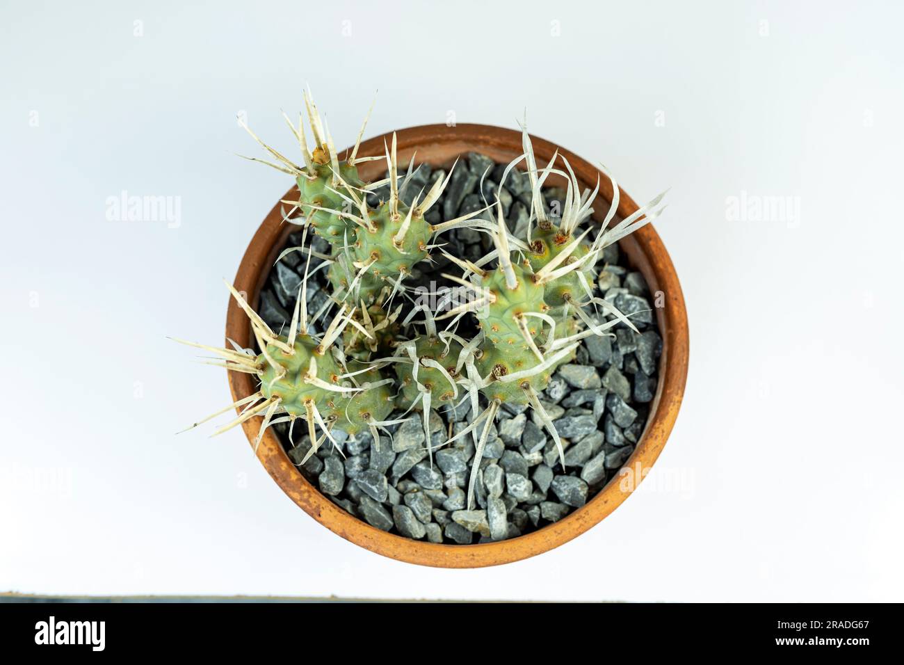 Tephrocactus articulatus paper spine cactus in a clay pot on white isolated background Stock Photo