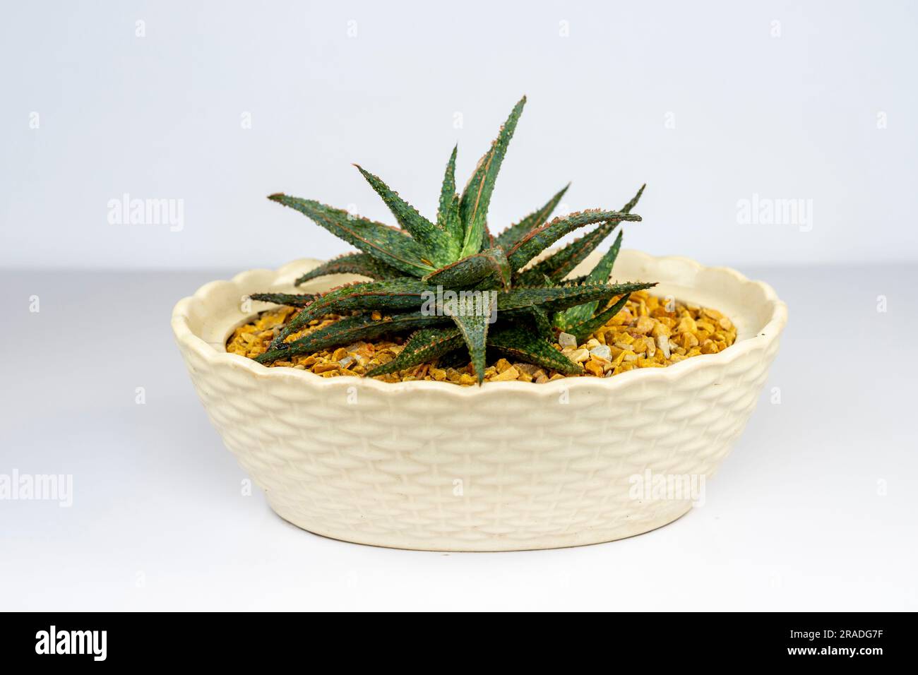 Aloe rauhii reynolds in a beautiful decorative pot Stock Photo