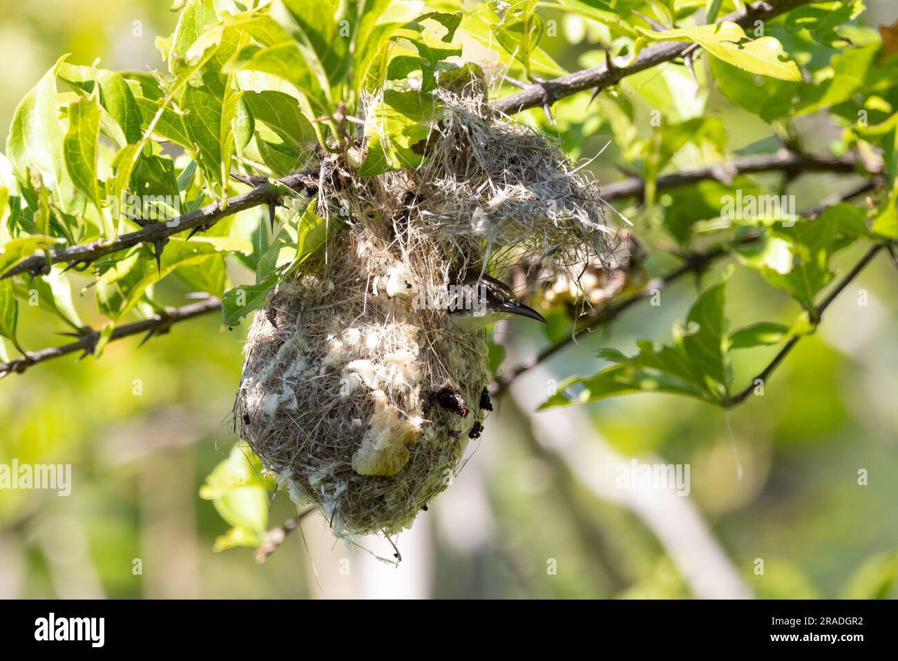 A female Eastern Violet-backed Sunbird peers out of her superbly camouflaged nest. Fine strands of vegetation are held together with spider web. Stock Photo