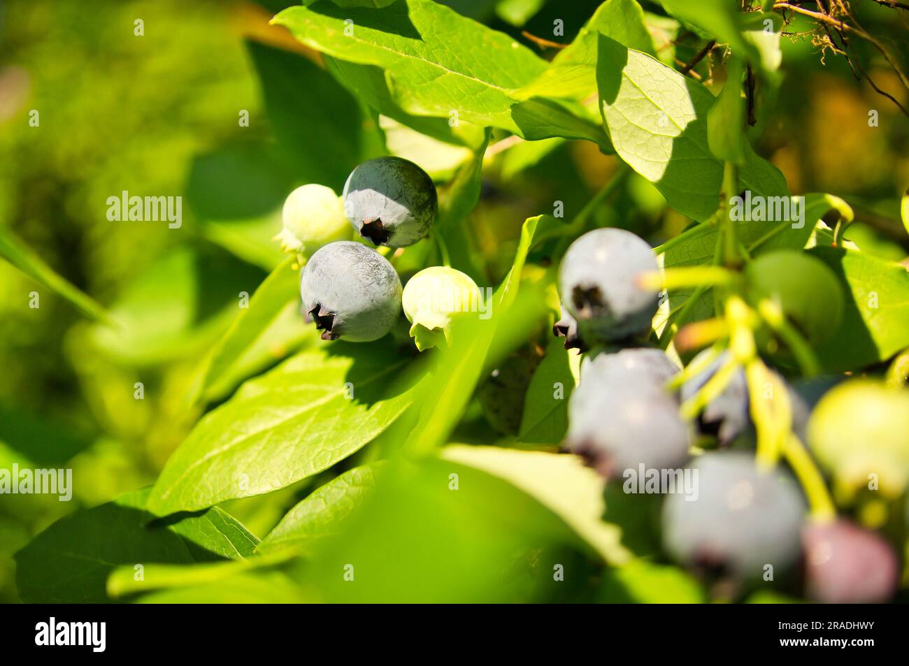 Blueberry on the bush, purpleblue fruits. Fruits with green leaves