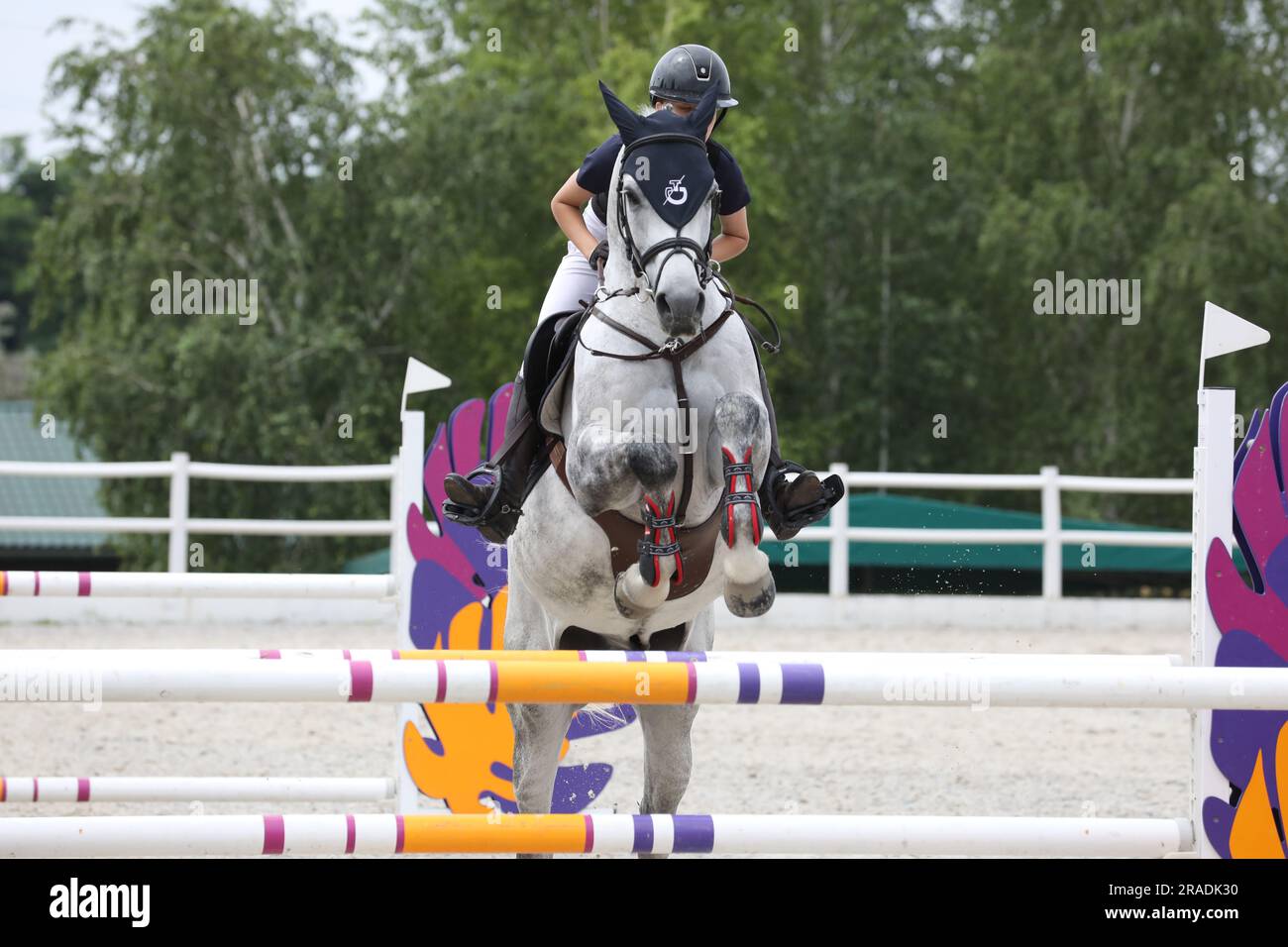 horse and rider on a horse in show jumping competition Stock Photo - Alamy