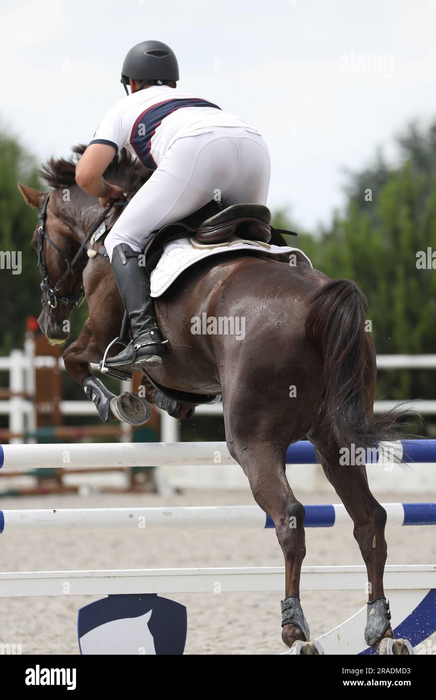 horse and rider on a horse in show jumping competition Stock Photo - Alamy