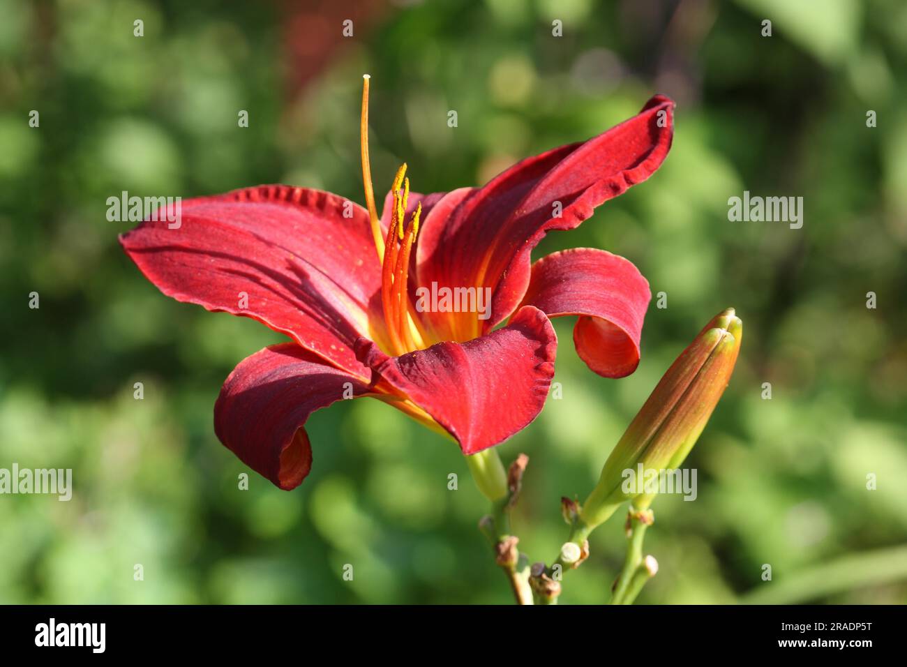Red garden lily Stock Photo - Alamy