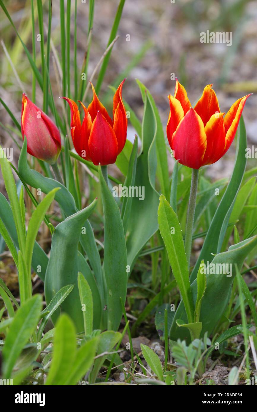 Wild garden spring hi-res stock photography and images - Alamy