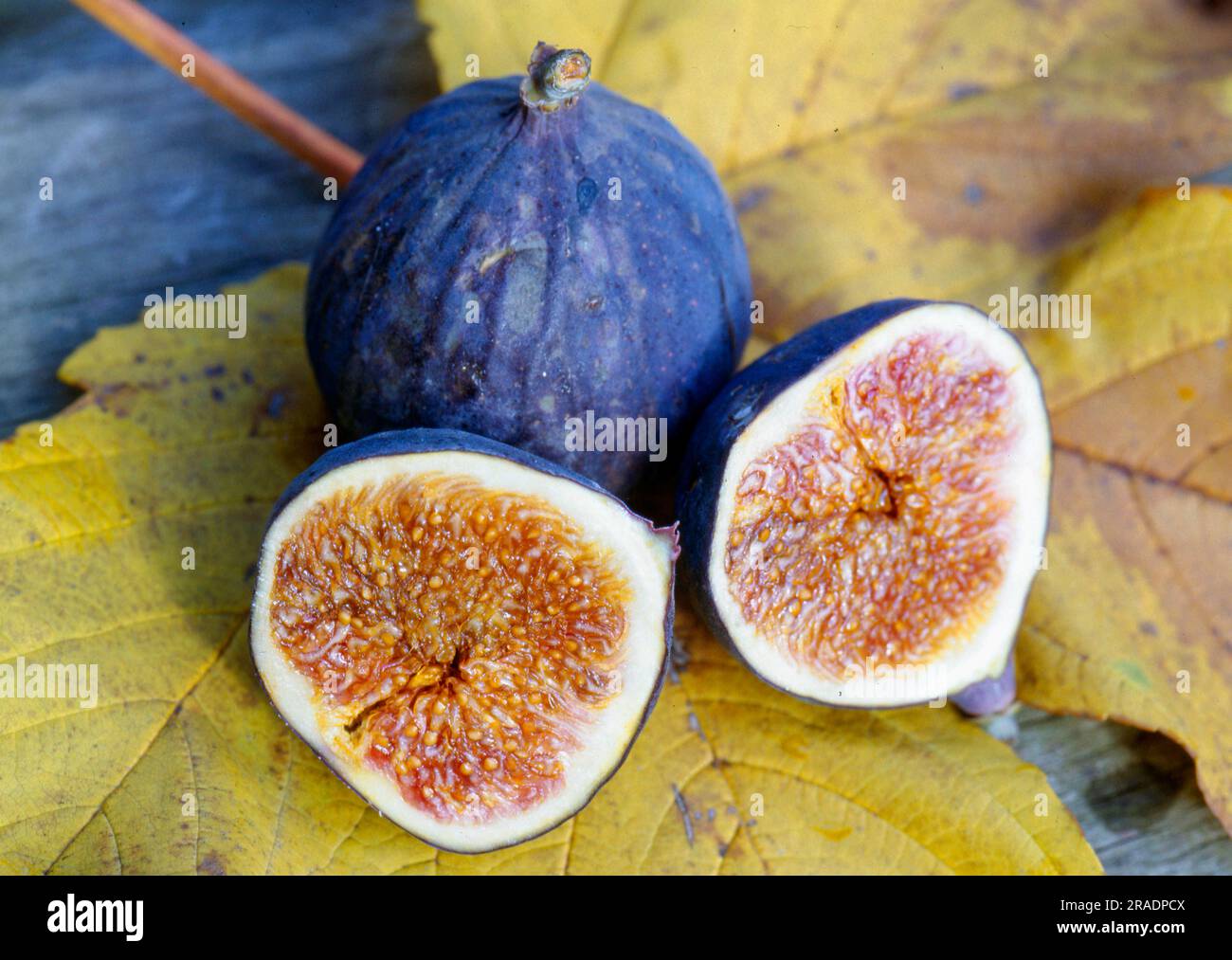 Fig (Ficus carica) tree, real fig Stock Photo Alamy