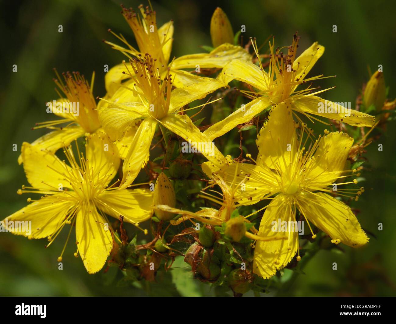 Spotted common st john's wort (Hypericum perforatum), true St. John's