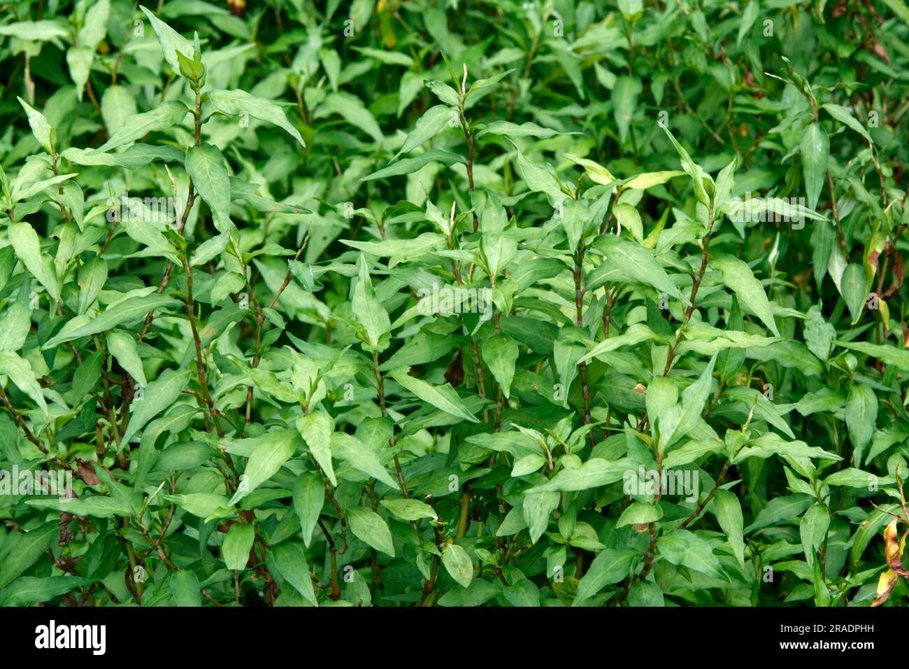 Vietnamese coriander, leaves Laksa, Singapore Laksa, Singapore, leaves