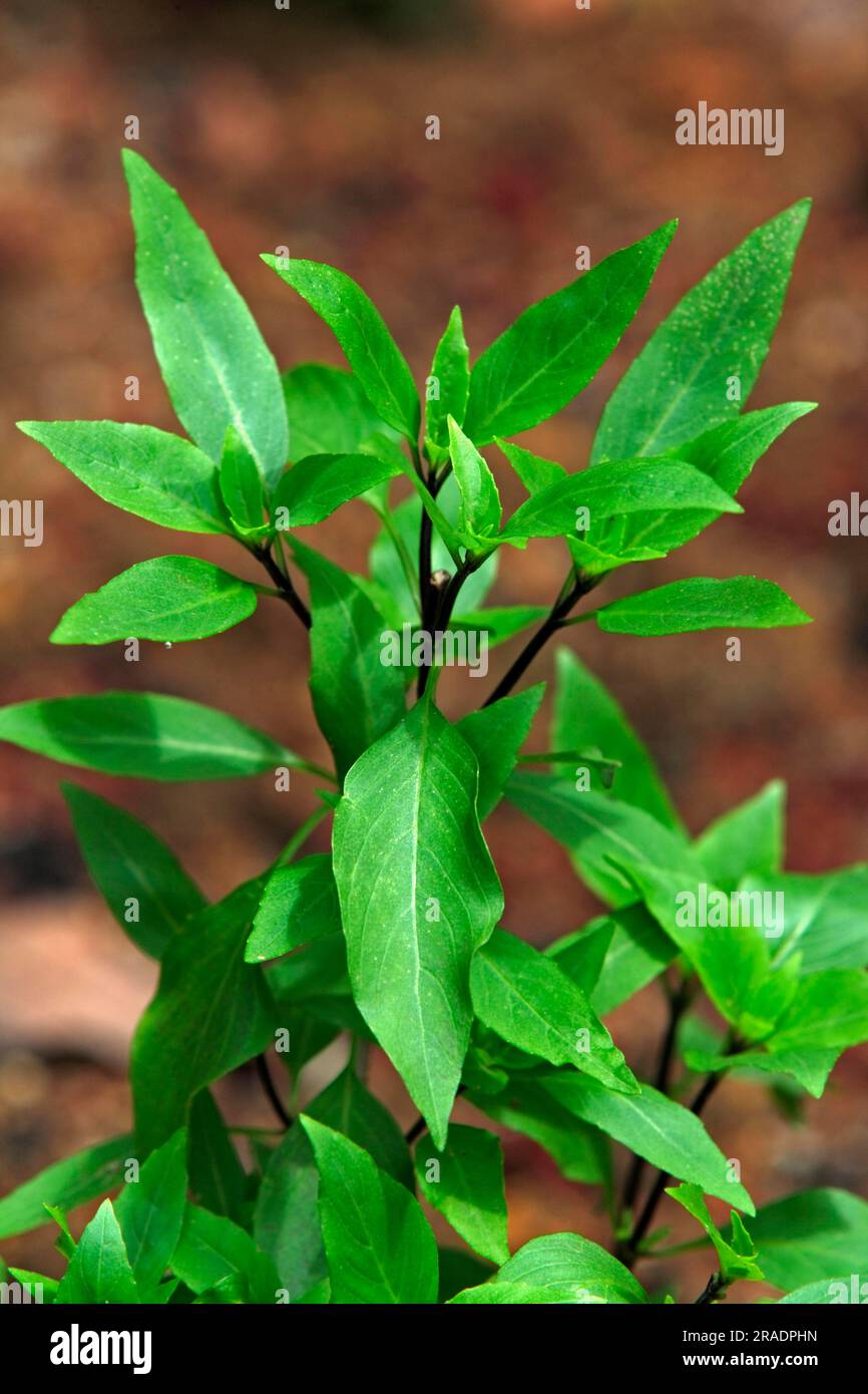 Thai basil Ocimum basilicum leaves Sweet Singapore Sweet