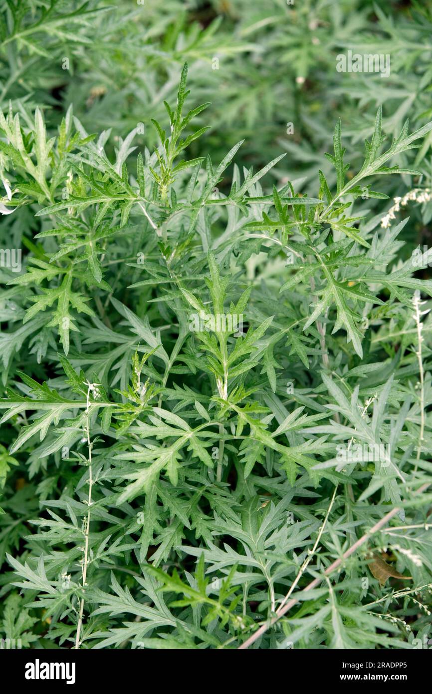 Artemisia Absinthium (100 Seeds) Absinthe – Lifestyle Seeds