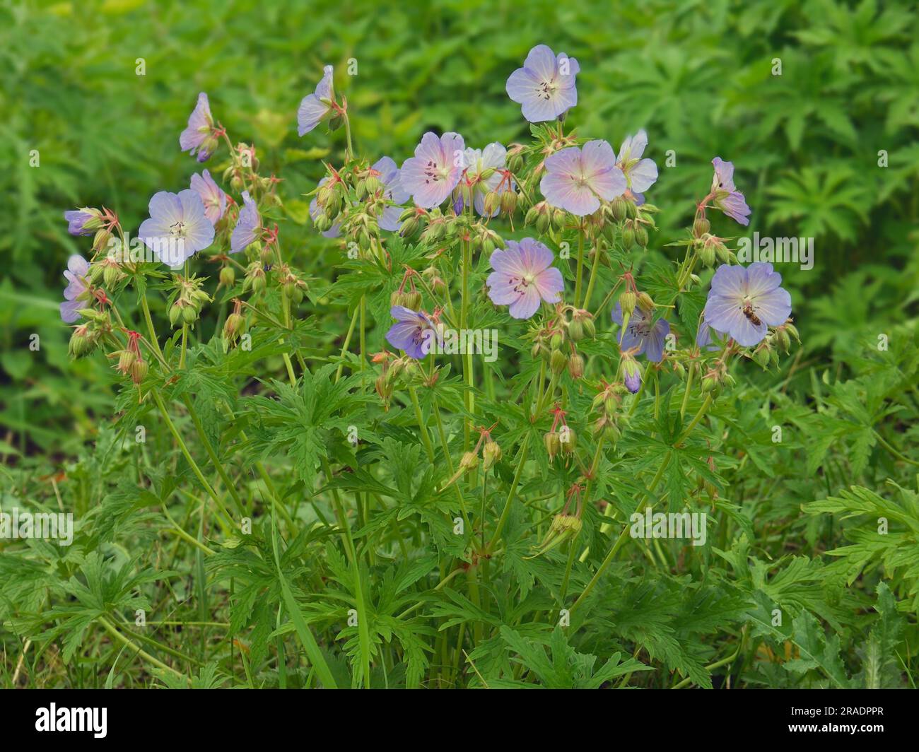 Geranium pratense, Meadow Cranesbill Stock Photo