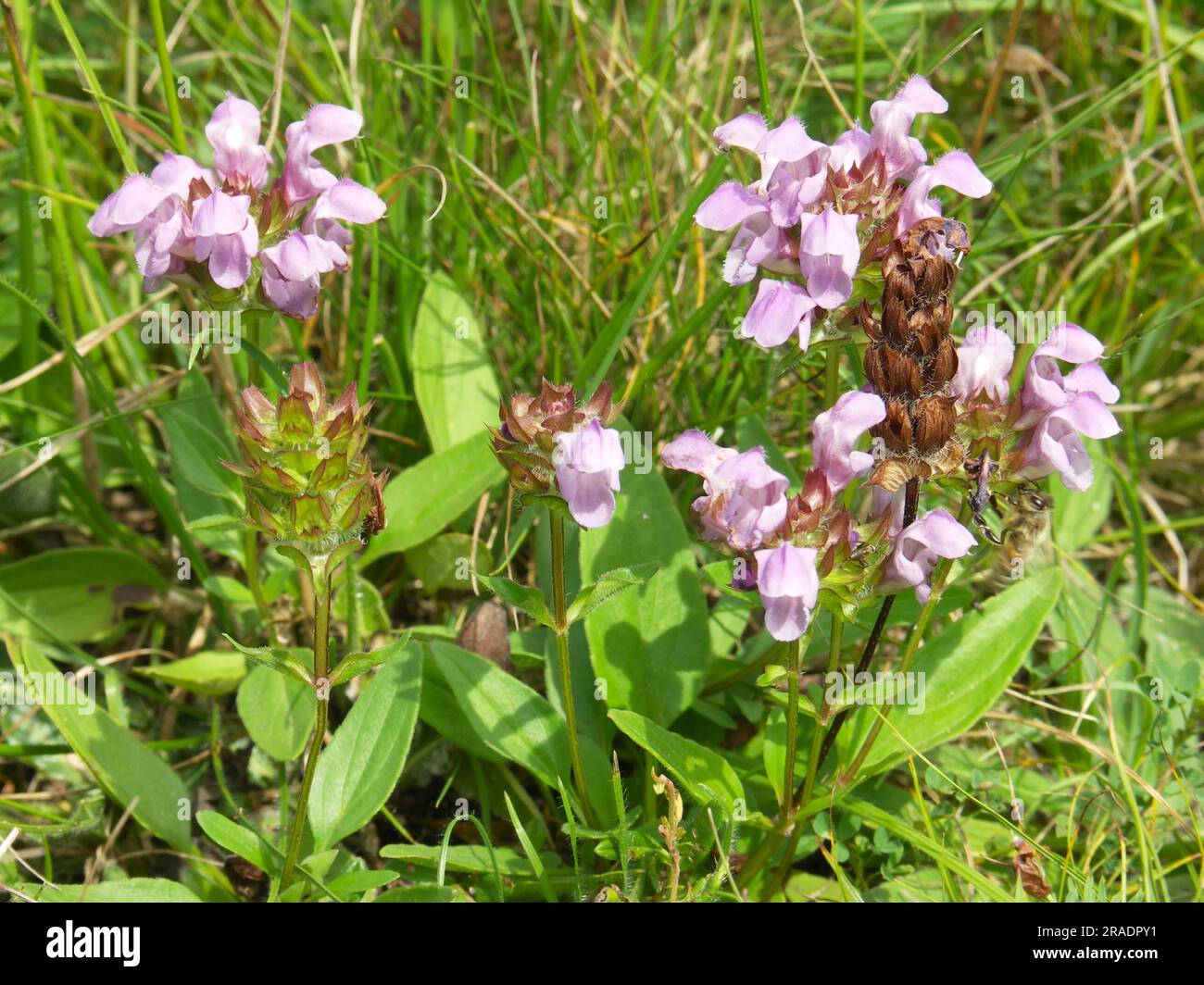 Large self-heal (Prunella grandiflora) Stock Photo