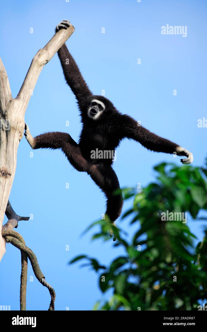 Hanging White Handed Gibbon Stuffed Animal - 20