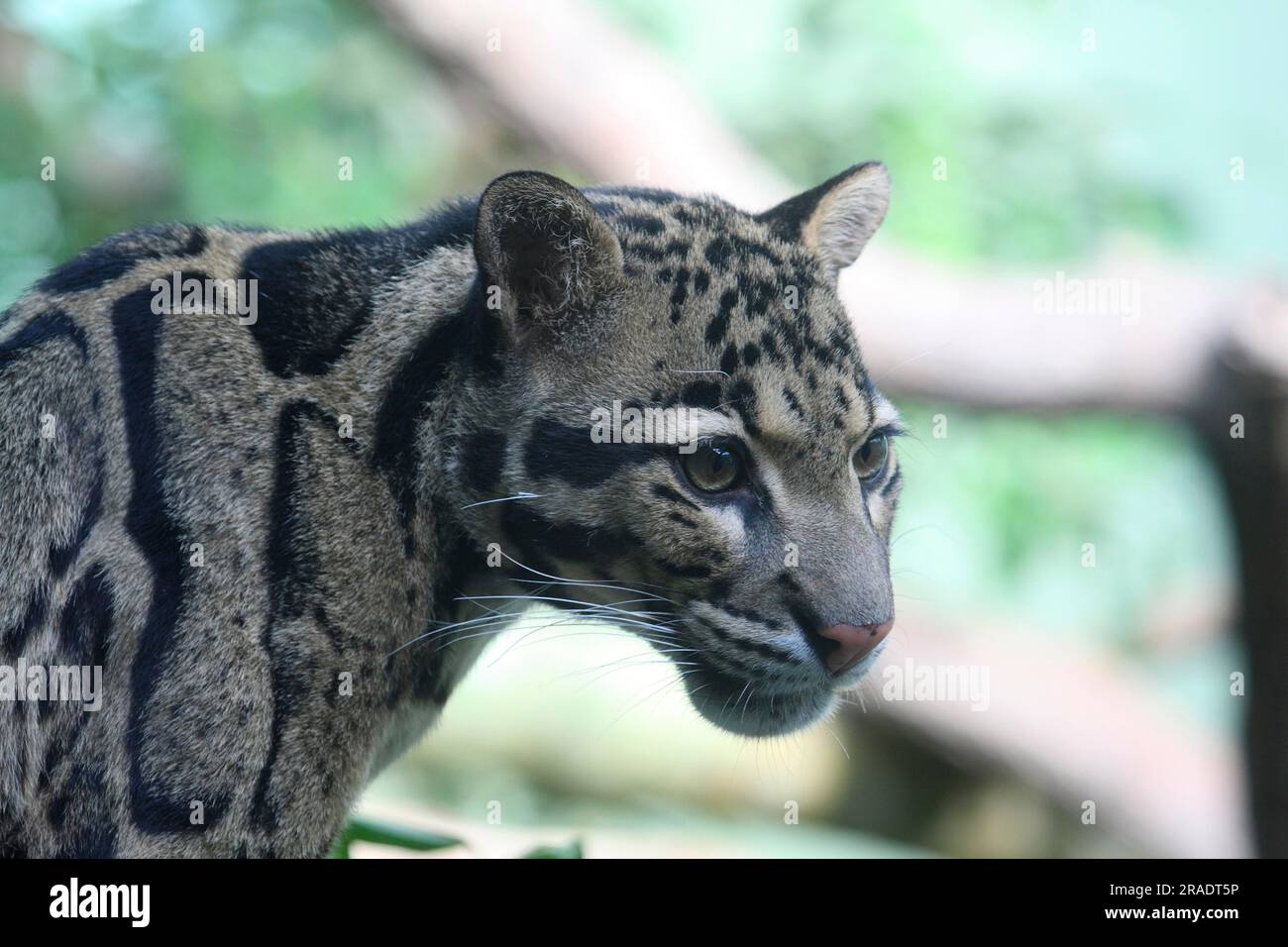 Borneo clouded leopard hi-res stock photography and images - Alamy