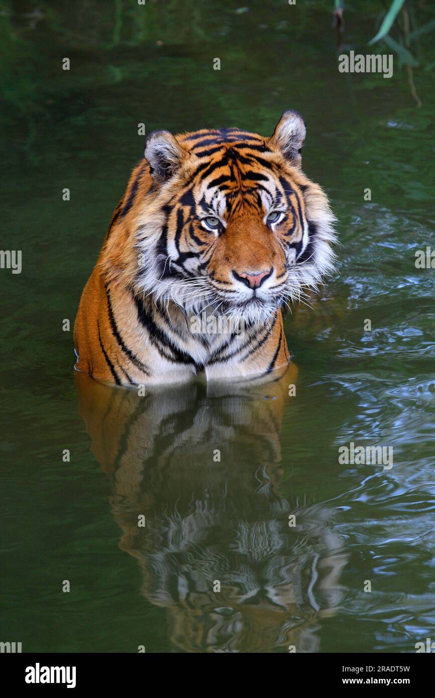 Sumatran tiger in the water Stock Photo