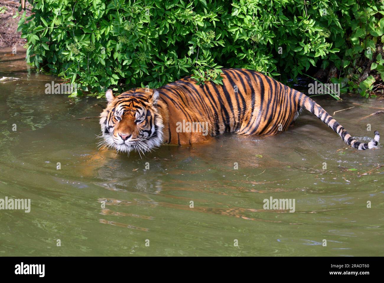 Sumatran tiger in the water Stock Photo