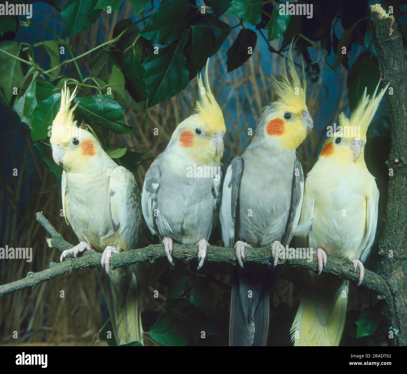 Cockatiel (Nymphicus hollandicus Stock Photo - Alamy