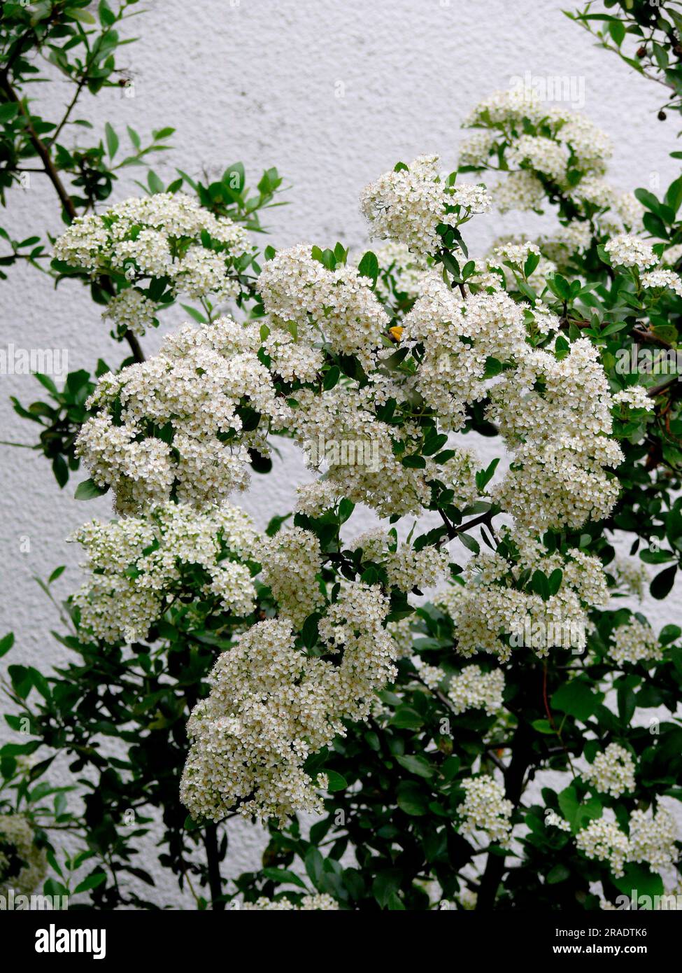 Spire bush flowering in the garden, Spiraea x vanhouttei Stock Photo
