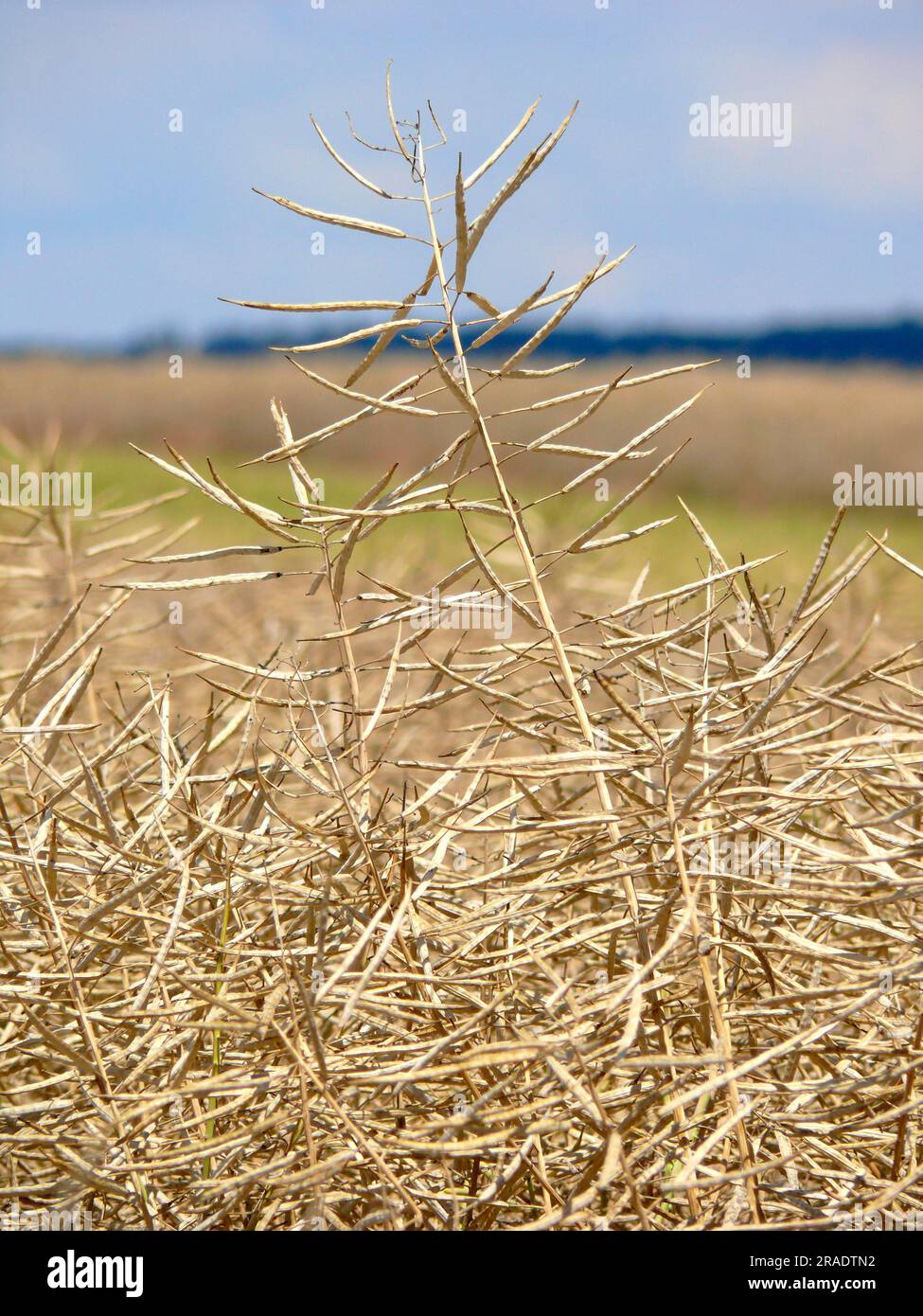 ripe-rape-rape-field-stock-photo-alamy