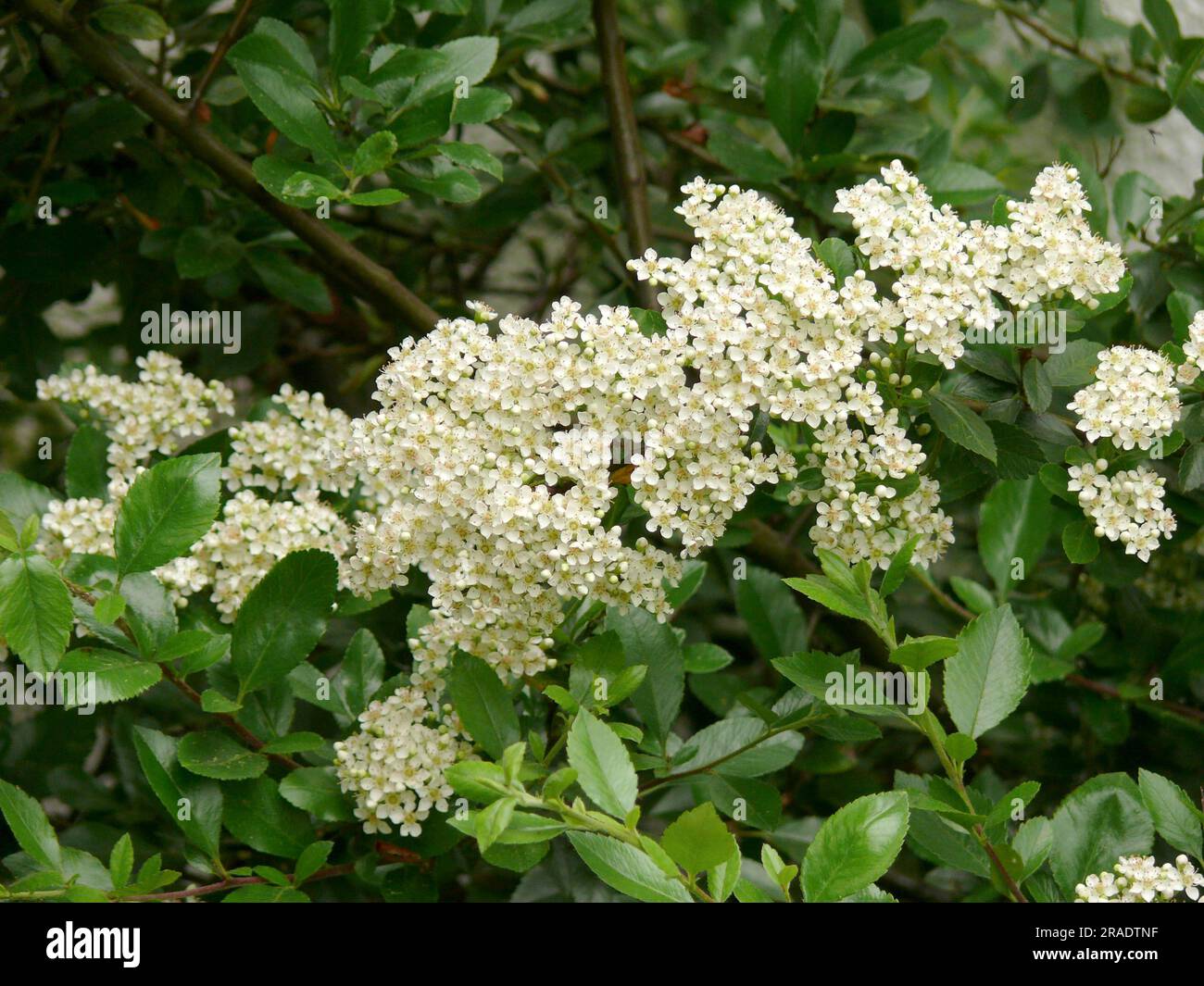 Spire bush flowering in the garden, Spiraea x vanhouttei Stock Photo ...