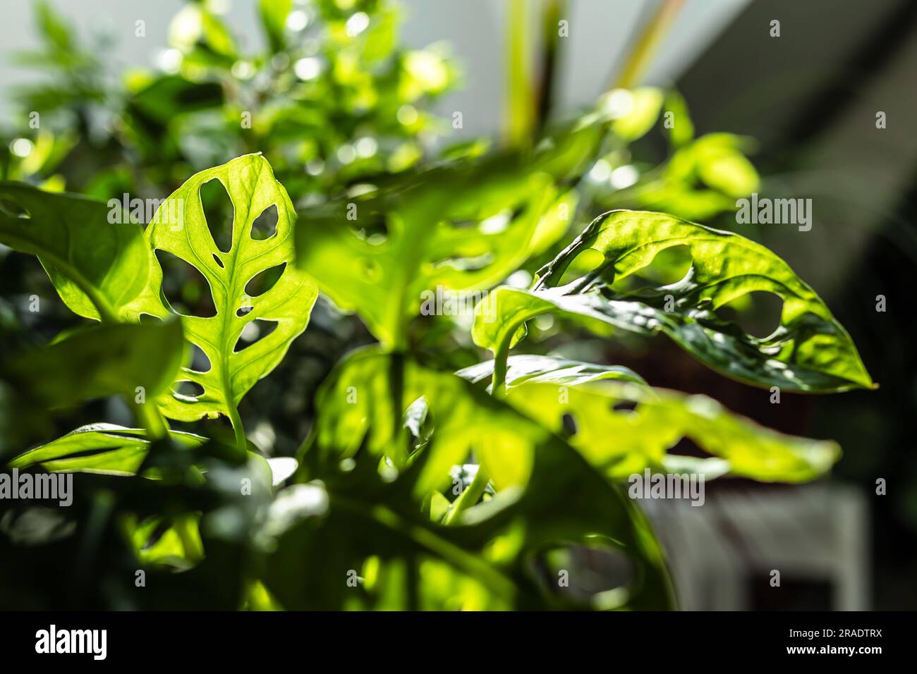 Leaves of Monstera Monkey Mask or Obliqua or Adansoni close-up in the rays of the sun Stock Photo