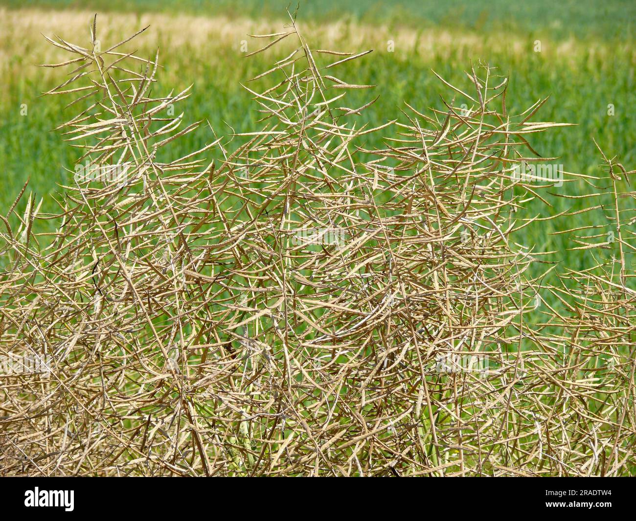 ripe-rape-rape-field-stock-photo-alamy
