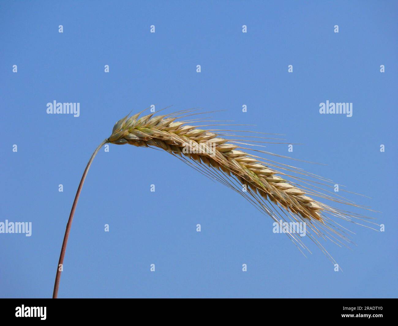 Ear of rye with blue sky Stock Photo
