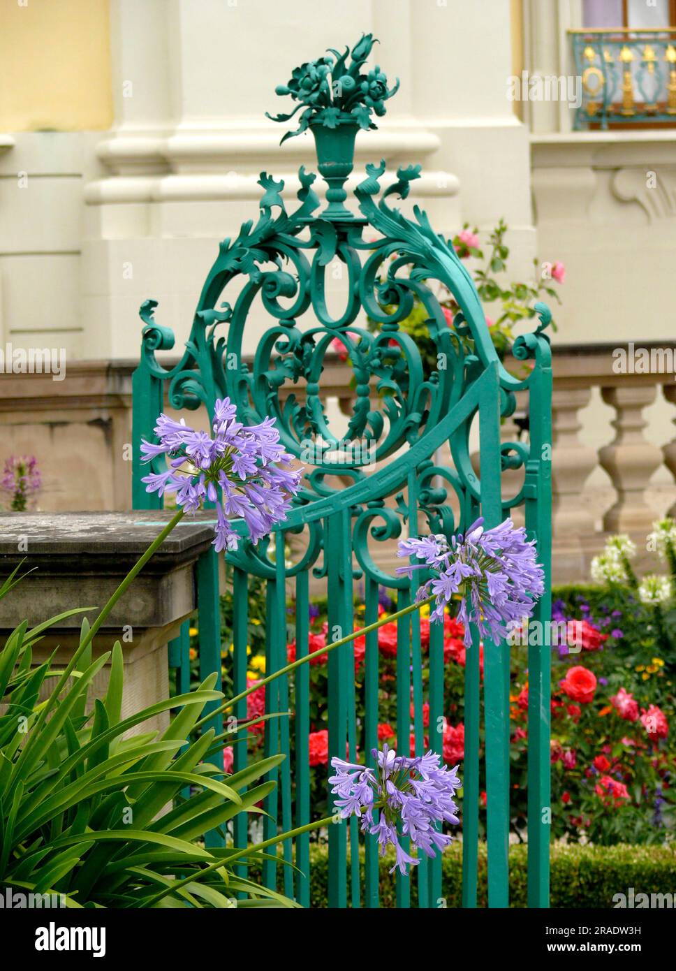 Bluehendes Barock Ludwigsburg, Decorative Lily (Agapanthus africanus) Stock Photo