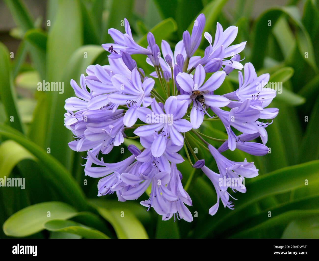 Blue lily (Agapanthus africanus Stock Photo Alamy